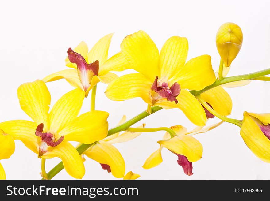 The orchids flower on white background