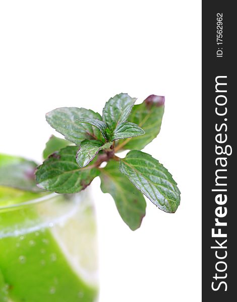 Closeup shot of fresh mint leaves with white background.