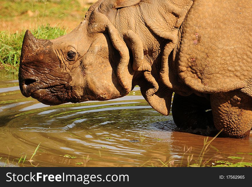 Close up of an Indian one horned Rhinoceros lifts up its head after drinking water in a pool