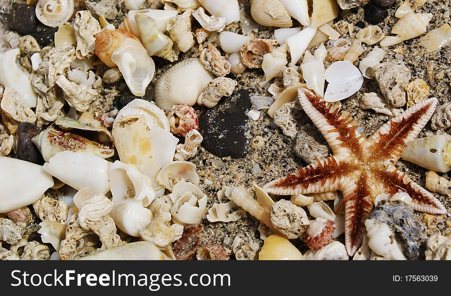 A starfish washed ashore on a bed of sea shells, upside down showing tentacles