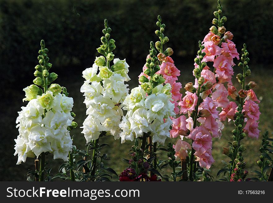 December 24,2010 Kolkata,West Bengal,India-A horizontal picture of a group of flowers in a flower show at Kolkata. December 24,2010 Kolkata,West Bengal,India-A horizontal picture of a group of flowers in a flower show at Kolkata.