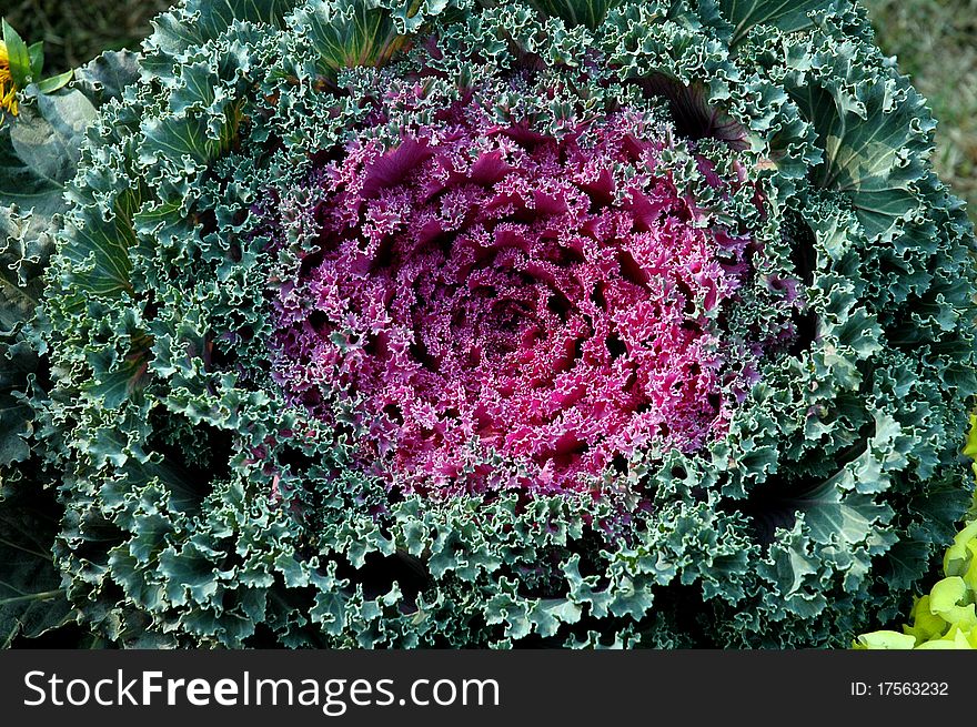 December 24,2010 Kolkata,West Bengal,India-A close-up picture of a flower in a flower show at Kolkata.