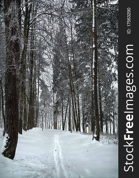 Ski track in forest and hoarfrost on trees in frost winter. Ski track in forest and hoarfrost on trees in frost winter.