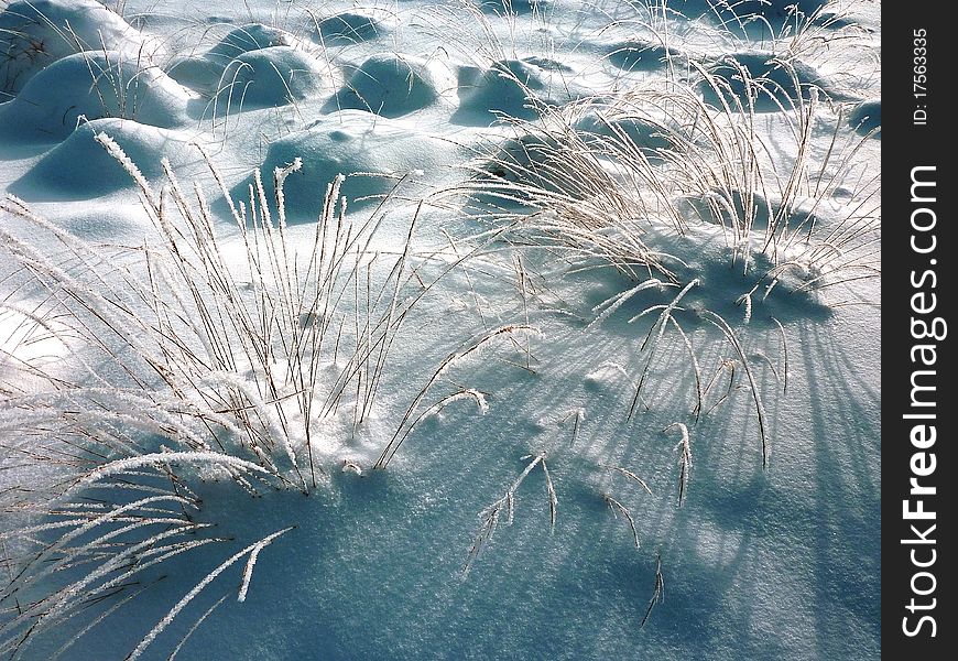 Grass on a winter´s day