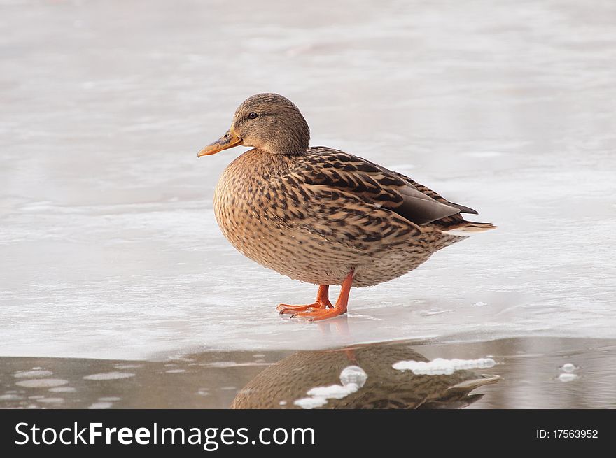 A female Mallard resting on a frozen lake. A female Mallard resting on a frozen lake.