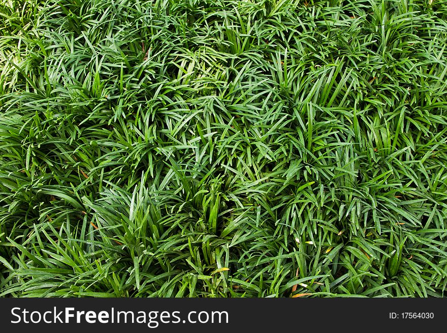 Green grass in Wong Tai Sin Temple area.