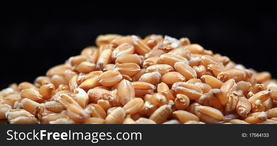 Macro shot of wheat seed isolated on black background. Macro shot of wheat seed isolated on black background..