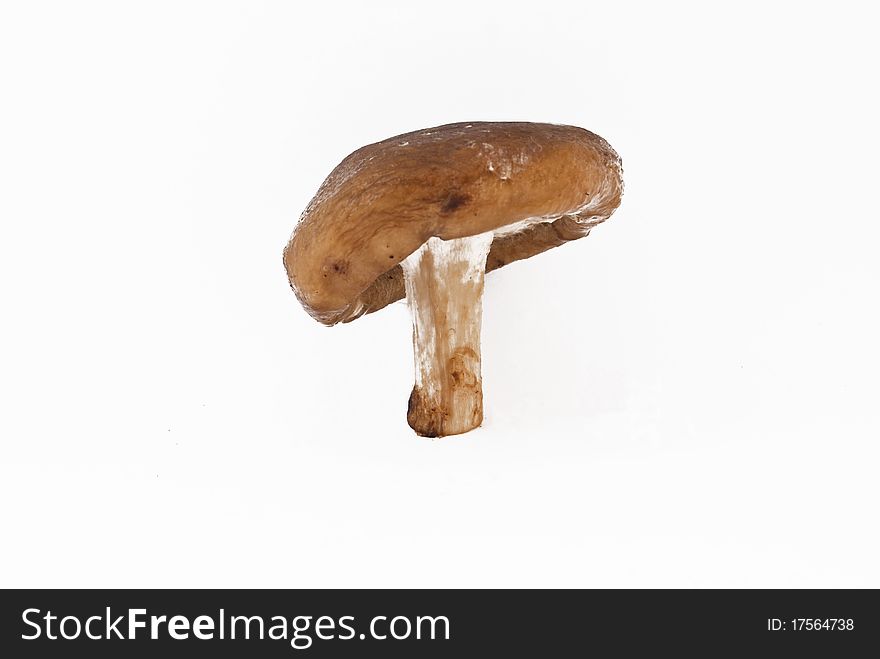 View of a mushroom on white background. View of a mushroom on white background