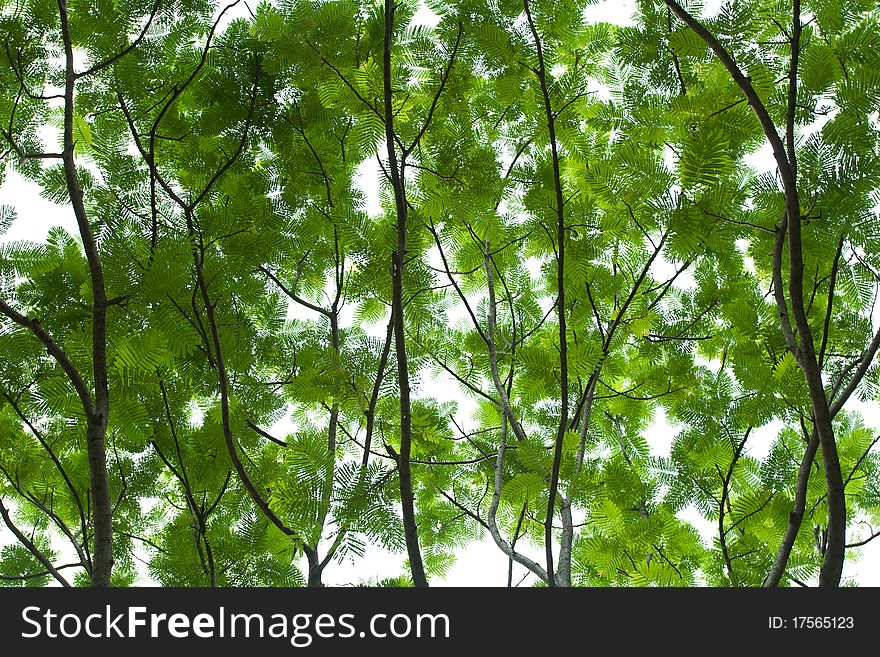 Abstract leafs on a tree. Abstract leafs on a tree