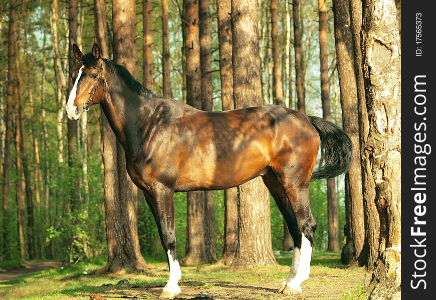 Exterior Of Sportive Horse