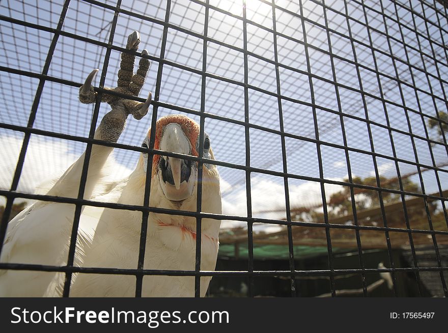 Close up of a parrot in a cage