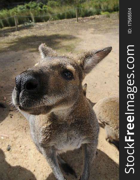 Closeup portrait of a kangaroo