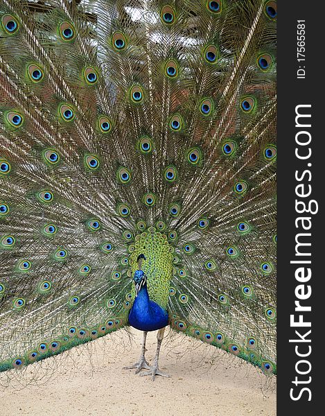Close up of a peacock
