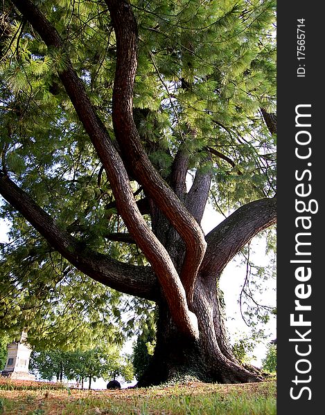 Calefornia red wood tree in switzerland