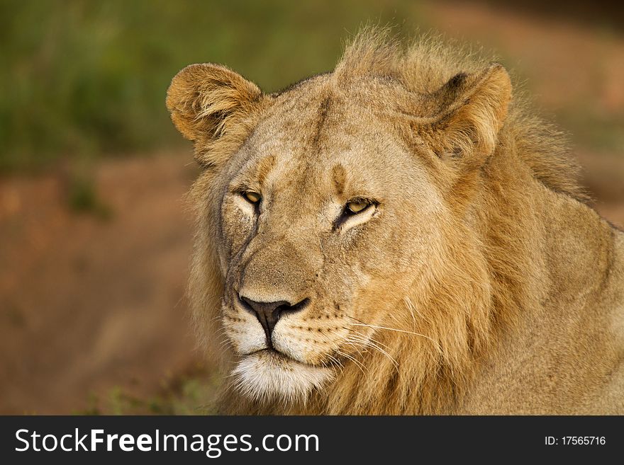 Sub adult male lion potrait. Sub adult male lion potrait