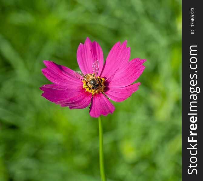 Cosmos Flower With Bee