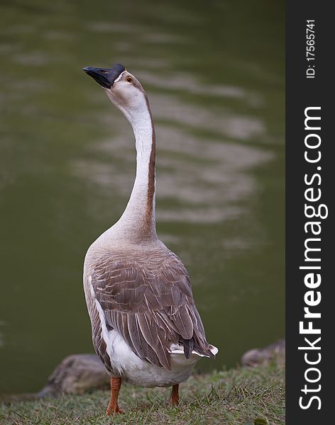 A brown goose near the water