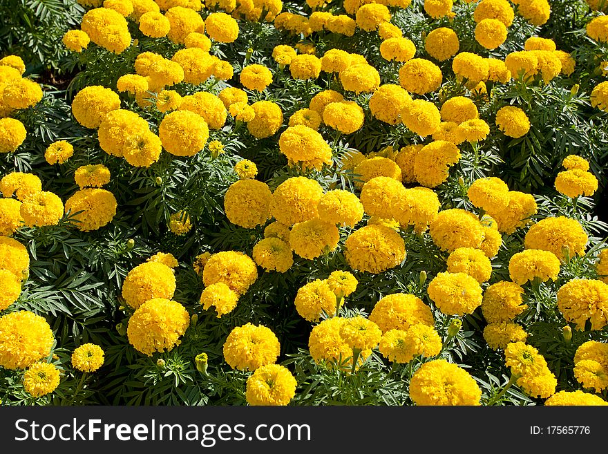 View of yellow marigold flowers