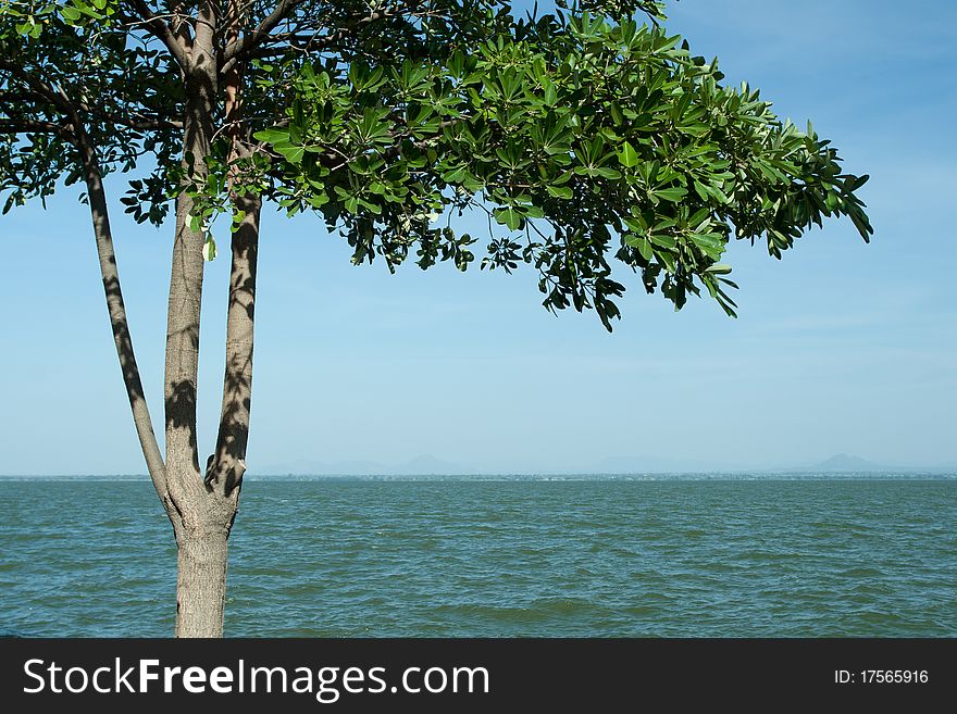 Tree Over Lake