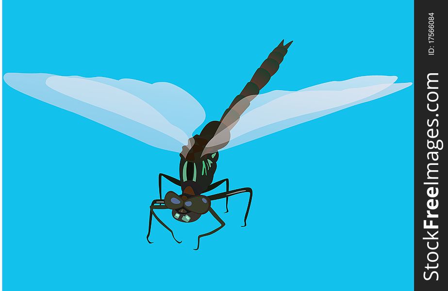 Flying insect. Dragonfly on a blue background.