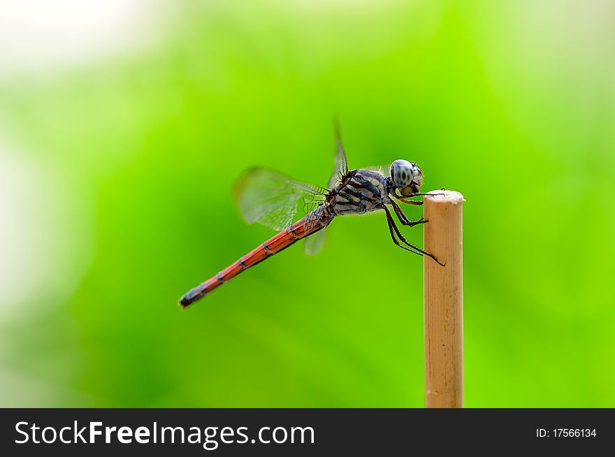 beautiful dragonfly with nice background