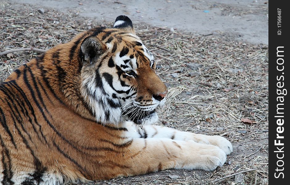 A Chinese northeast tiger lying on the grass of the Beijing zoo in winter, watching or waiting or thinking