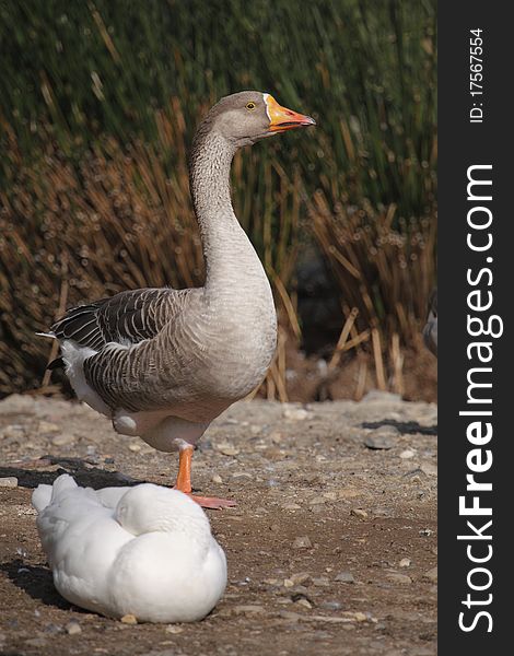 The greylag goose standing on the one foot.