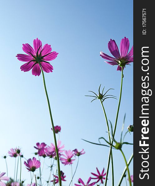 View of purple cosmos flowers