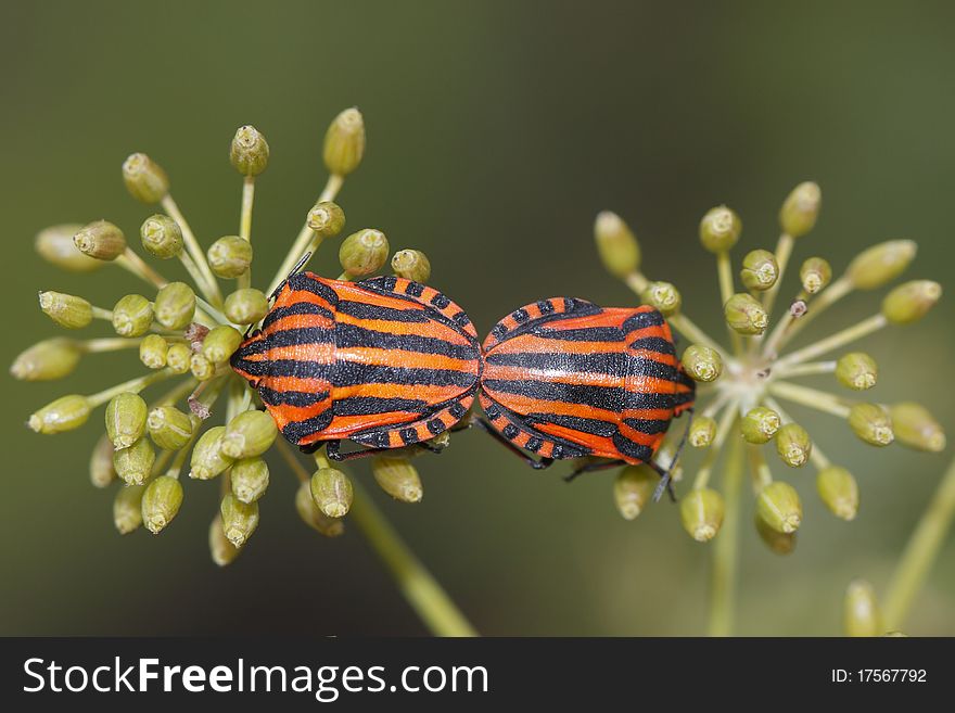 The pair of shield bugs (Graphosoma lineatum) on the dill flowers.