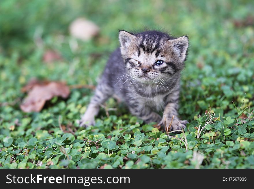 Portreit of a baby cat on grass