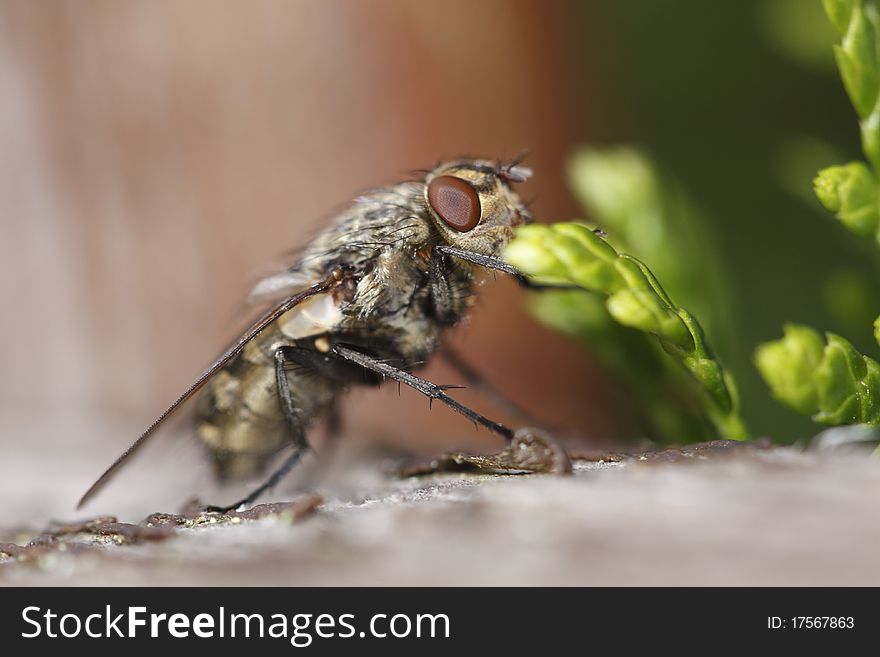 The detail of housefly (also house fly, house-fly or common housefly), Musca domestica.