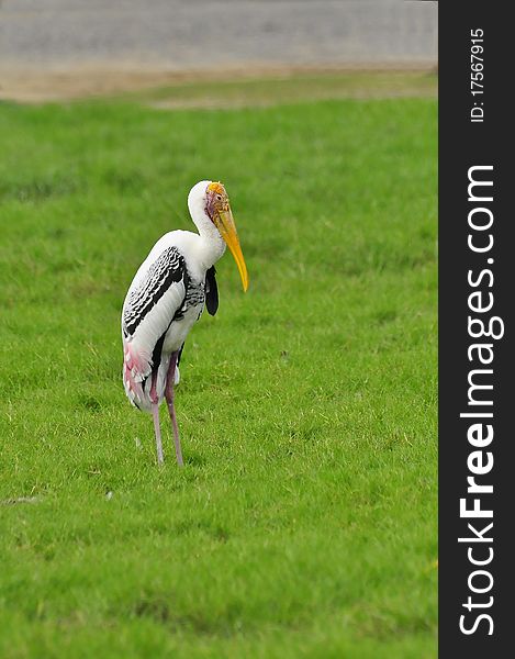 The Painted Stork At The Safariworld Zoo