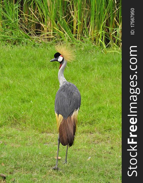 Crested / Crowned Crane at the Zoo