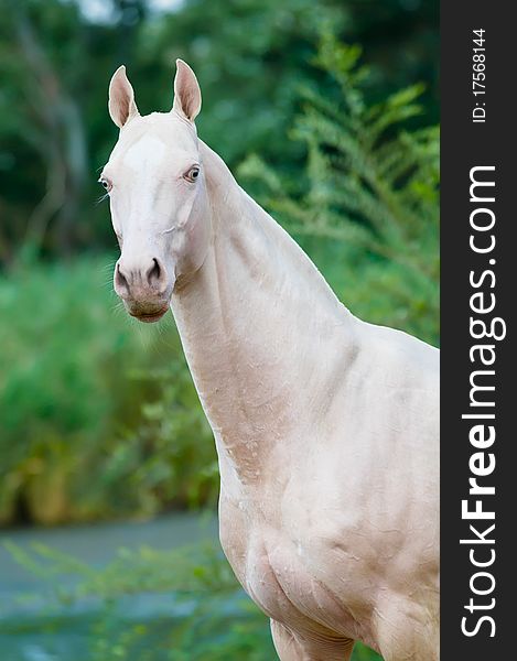 cremello horse portrait