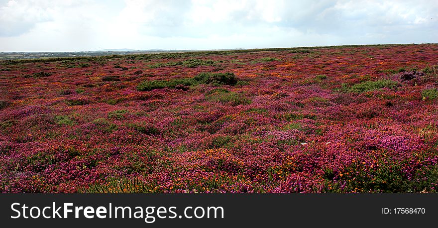 Colourful Cornish heather thats covers the coastal areas.