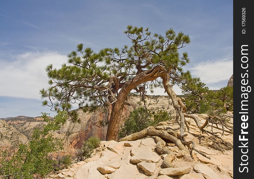 Lone Bristlecone Pine