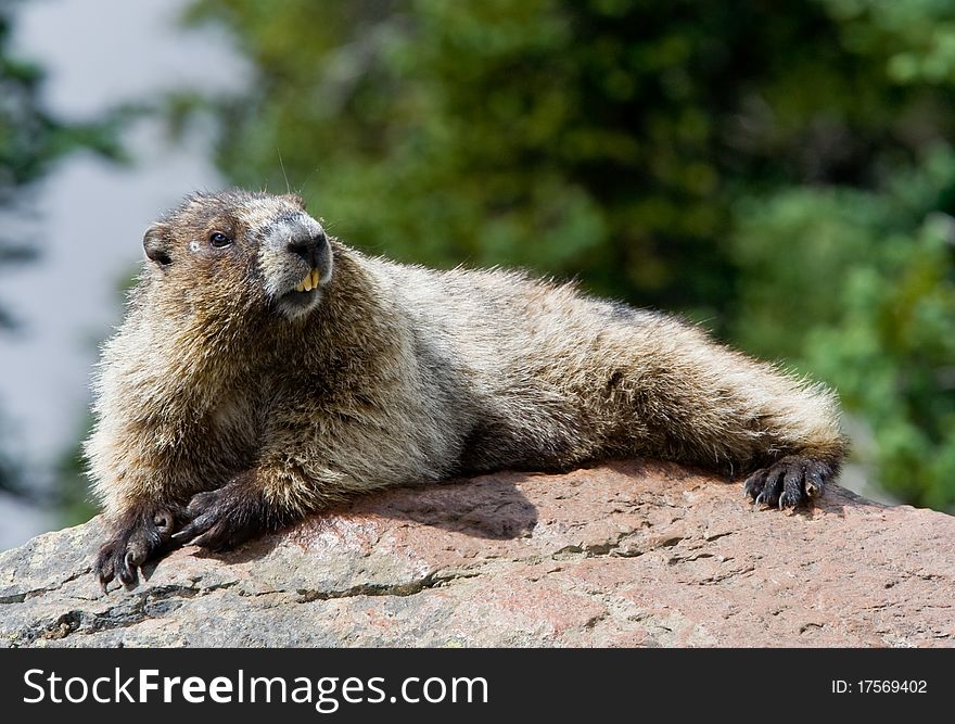 Hoary Marmot enjoying the heat of his rock. Hoary Marmot enjoying the heat of his rock