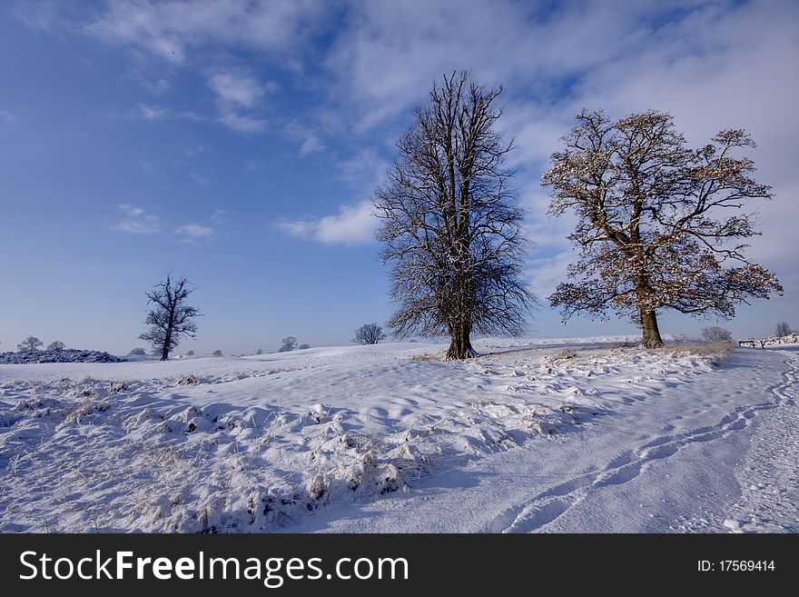 Frozen field with trees