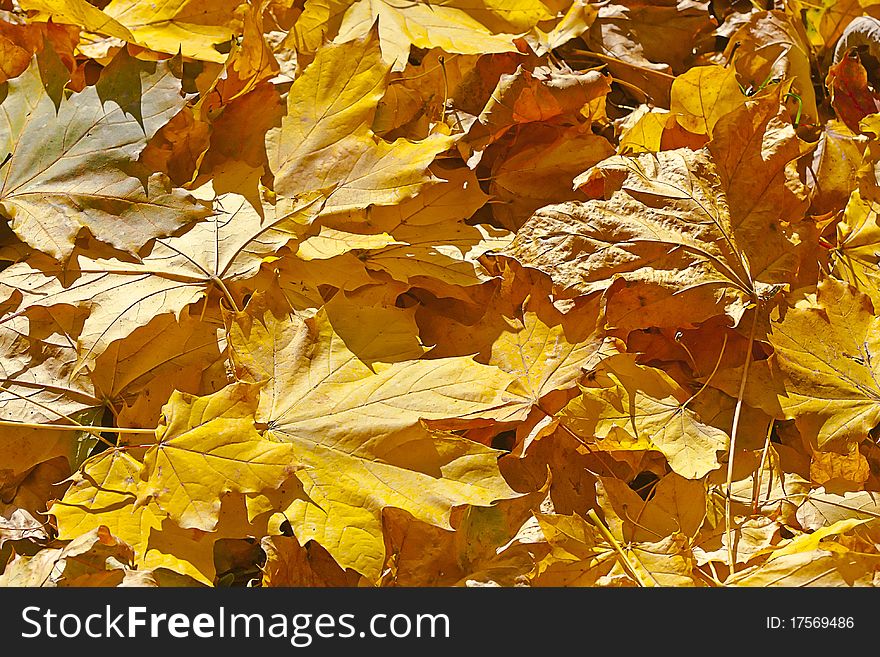 Autmn yellow fallen leaves cover the ground