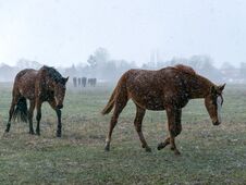 Blurred Landscape With A Herd Of Horses In A Snowstorm Stock Images