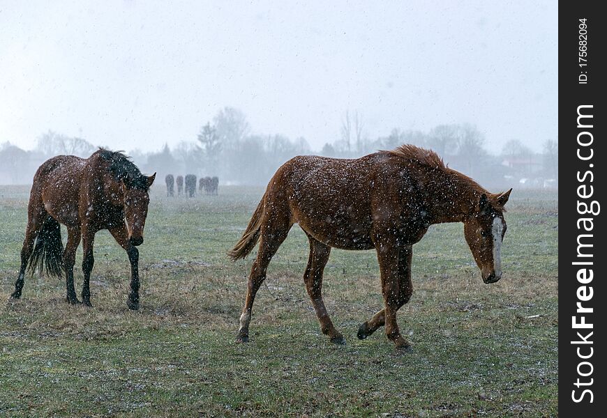 Blurred Landscape With A Herd Of Horses In A Snowstorm