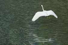White Egret In Flight Royalty Free Stock Image White Egret In Flight Royalty Free Stock Image