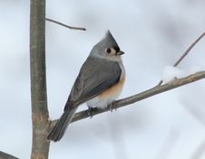 Tufted Titmouse On Snowy Branch Stock Photography