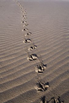 Bird Tracks On Sea Sand Royalty Free Stock Images Bird Tracks On Sea Sand Royalty Free Stock Images