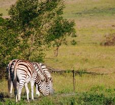 South African Zebras Stock Photo South African Zebras Stock Photo