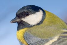 Great Tit Close-up (Parus Major) Stock Images