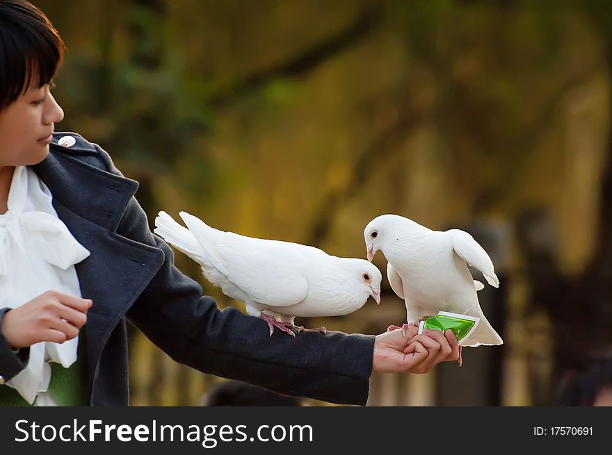 White dove and girl in a garden. White dove and girl in a garden