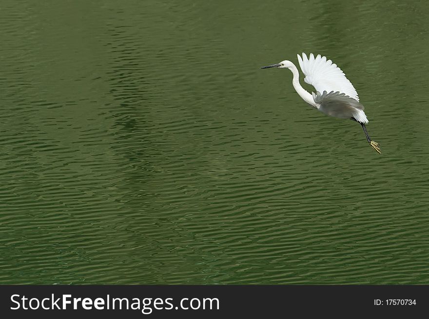 White egret extended its wings