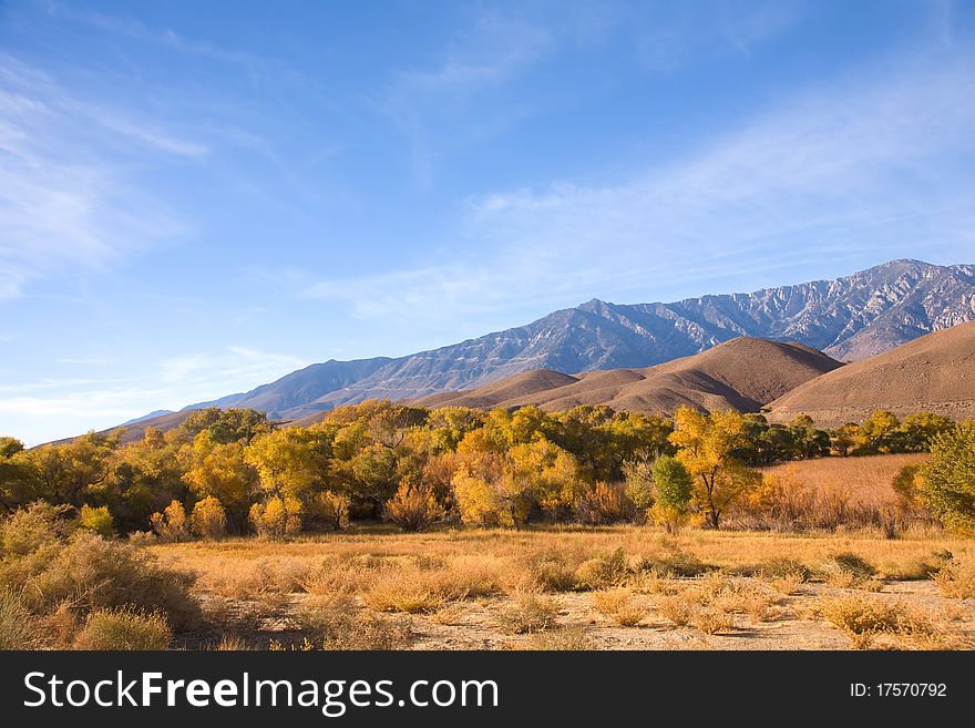 Fall Colors of Aspen Trees in the Eastern Sierra. Fall Colors of Aspen Trees in the Eastern Sierra