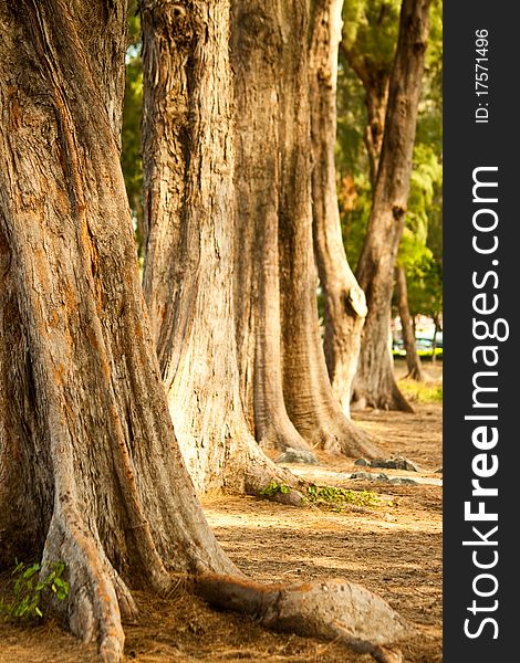 Big tree in forest near the beach